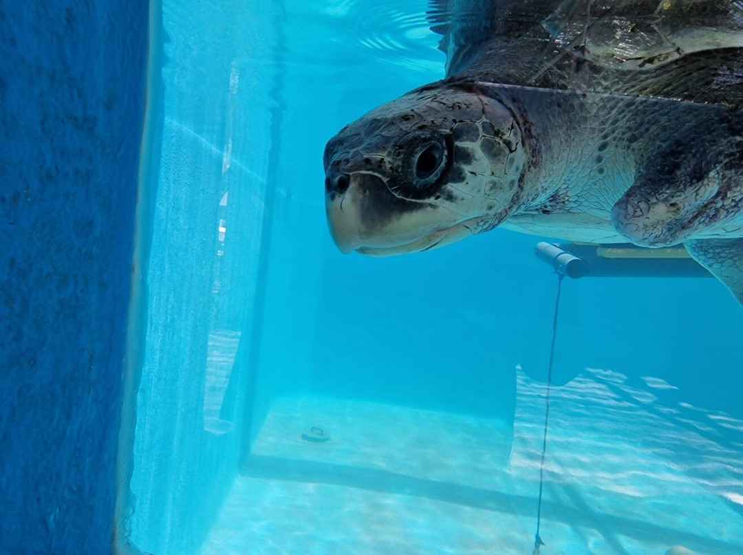 Atoll Marine Center-Naifaru必去景点