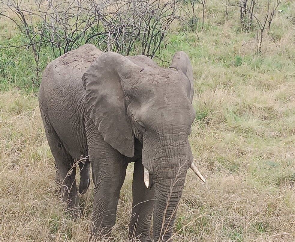 EuroZulu Guided Tours & Safaris-圣露西亚必去景点