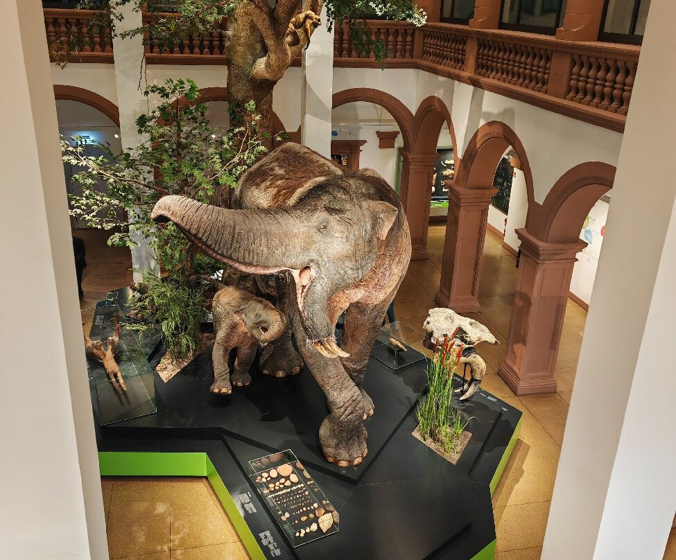 Naturhistorisches Museum Mainz-美因茨必去景点