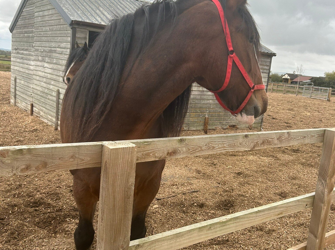 Redwings Horse Sanctuary-Oxhill必去景点