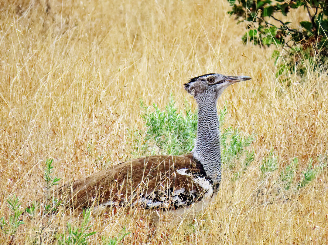 Bearded Heron Safaris-司库库札必去景点