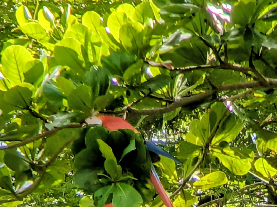 Mangrove Boat Tour-克波斯必去景点
