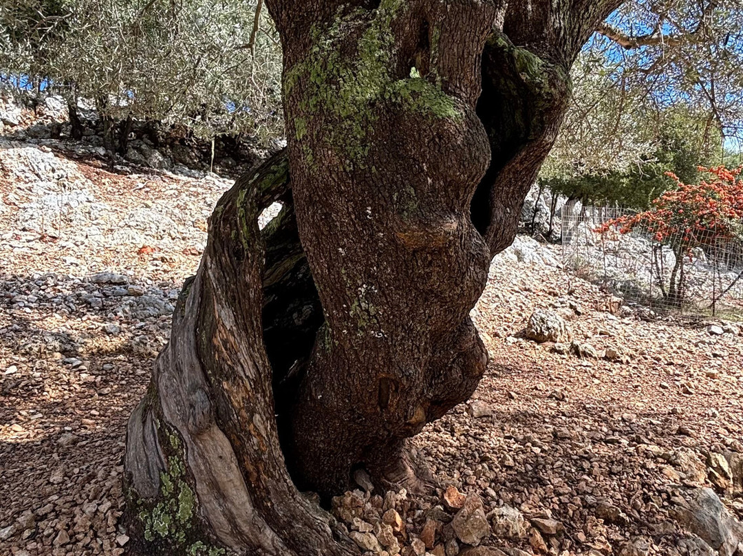 Askos Stone Park-沃利迈斯必去景点
