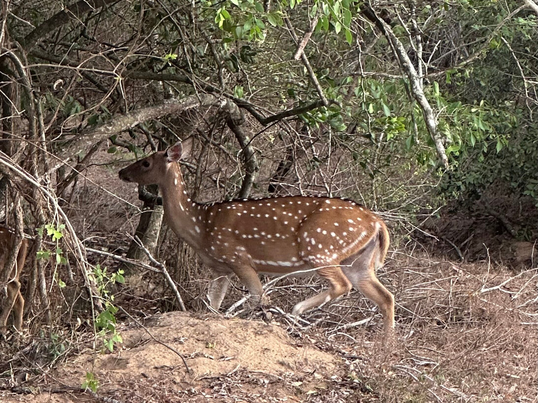 Npa Leopard Safari-蒂瑟默哈拉默必去景点