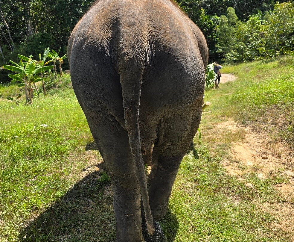 Samui Elephant Spa-苏梅岛必去景点