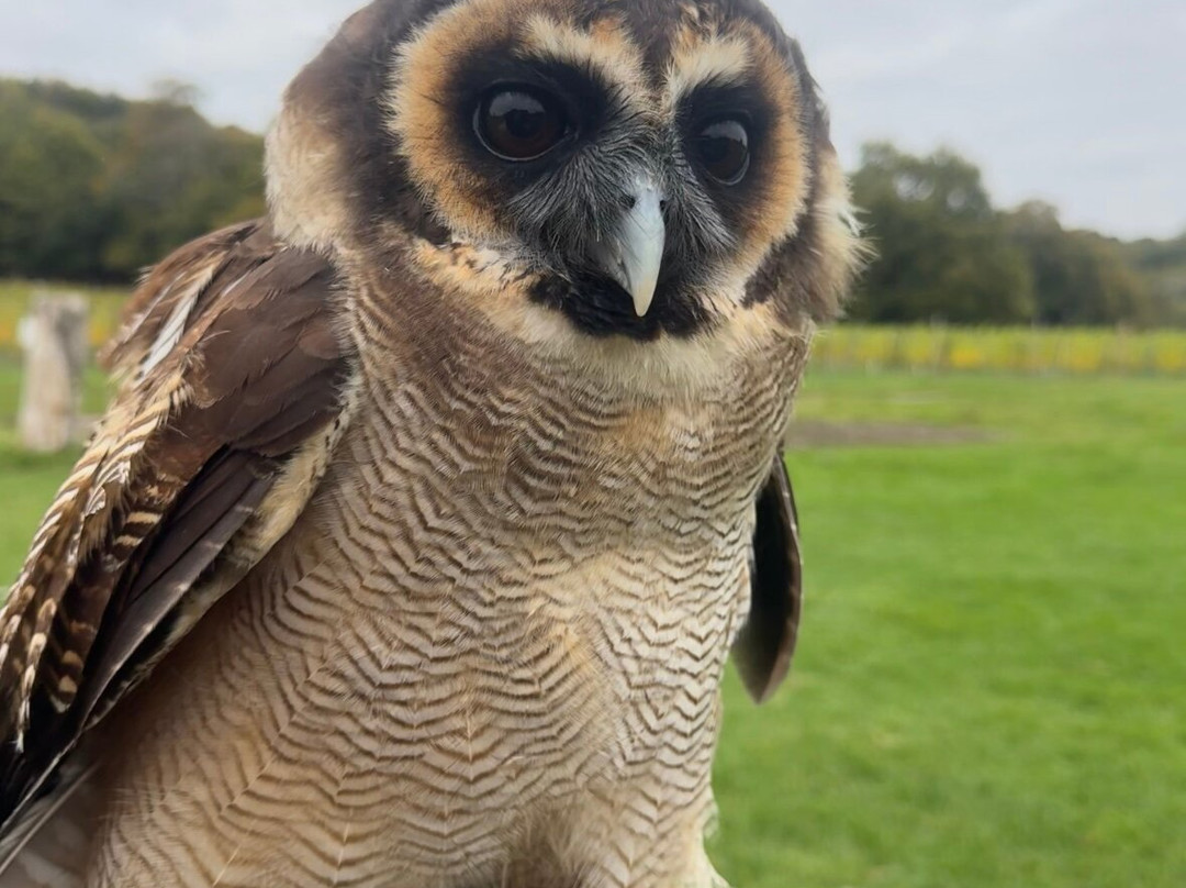 UK Owl And Raptor Centre-Groombridge必去景点