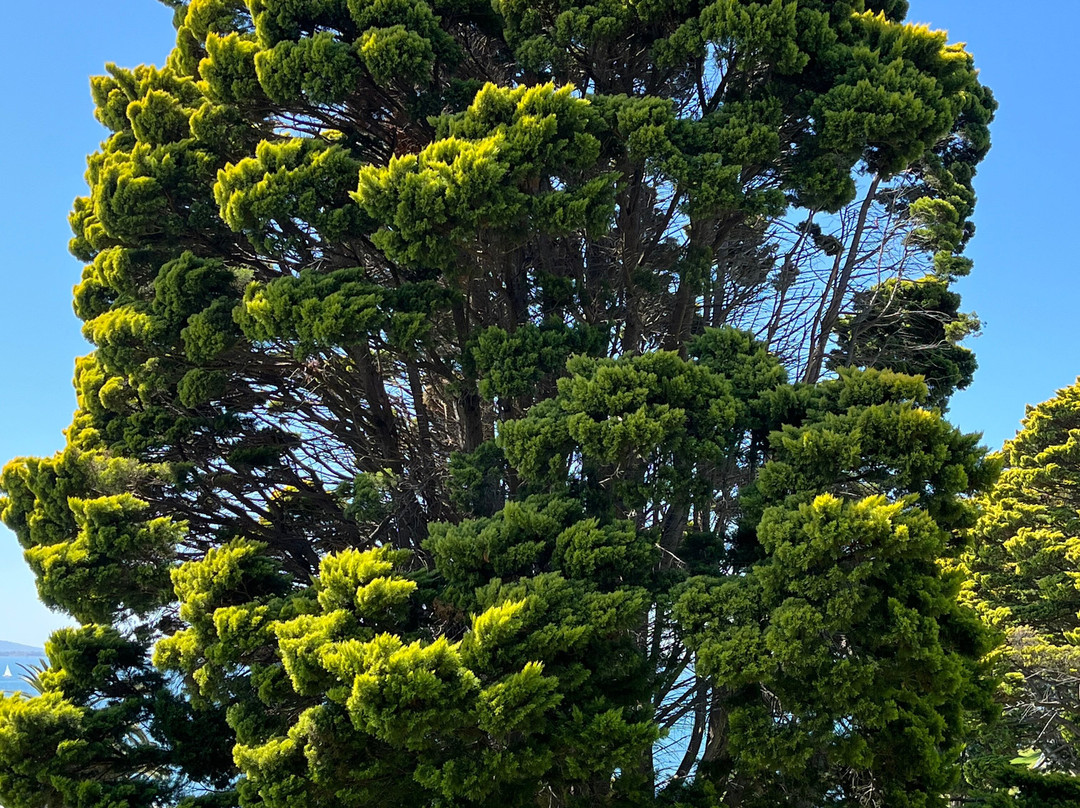 Steampacket Gardens-季隆必去景点