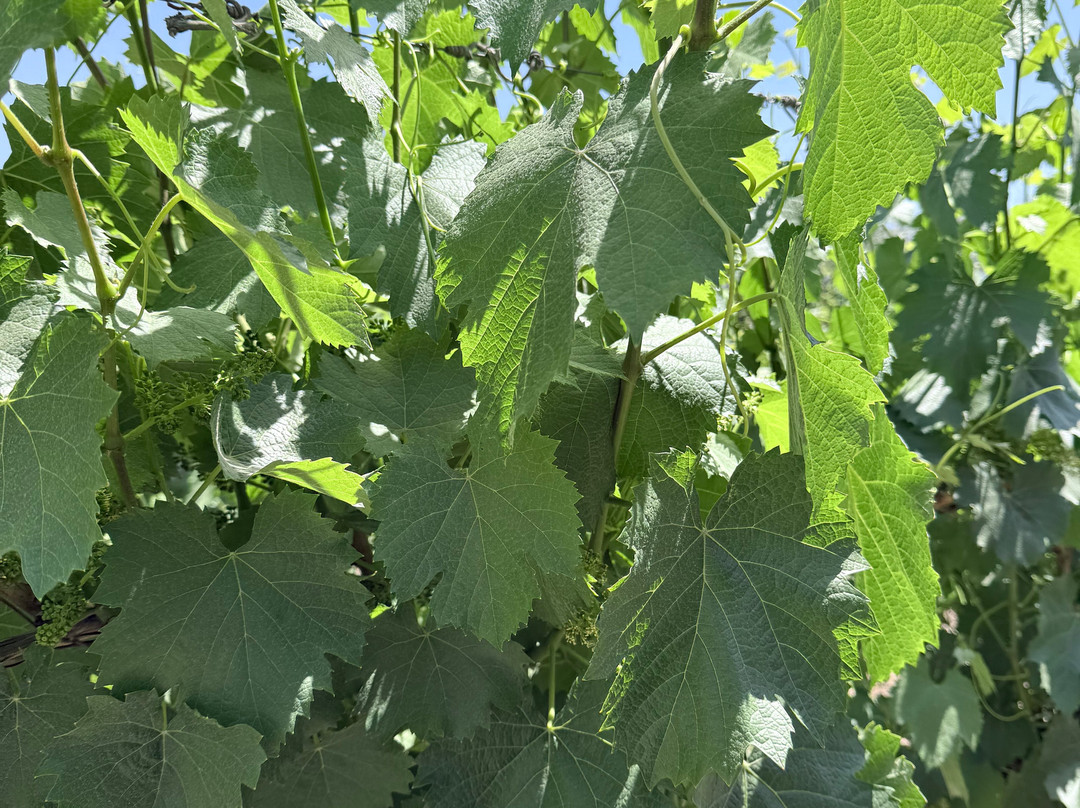 Bodega Atilio Avena-门多萨必去景点