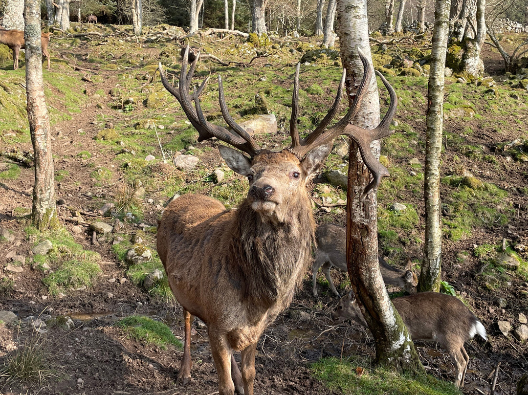 Bainloch Deer Park-Dalbeattie必去景点