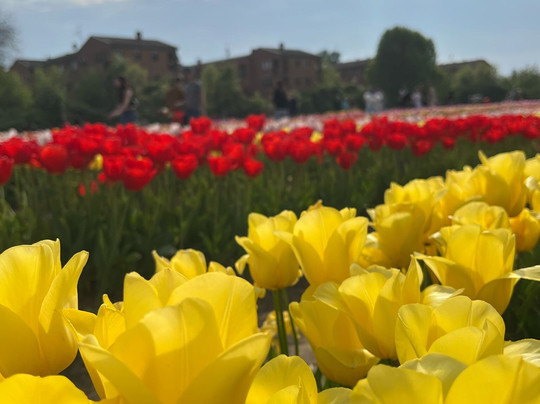 Tulipark-博洛尼亚必去景点