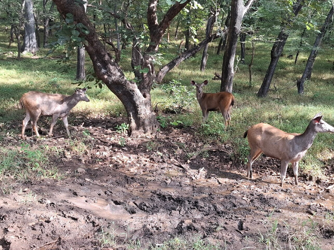 Ranthambore National Park-Ranthambore National Park必去景点