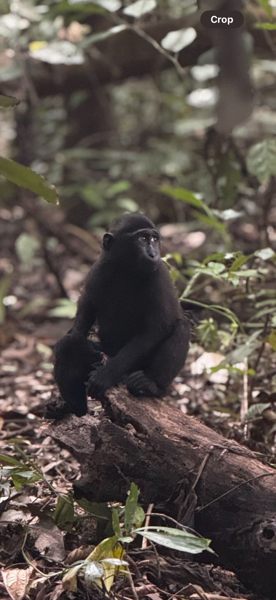 Dive Into Lembeh-官方