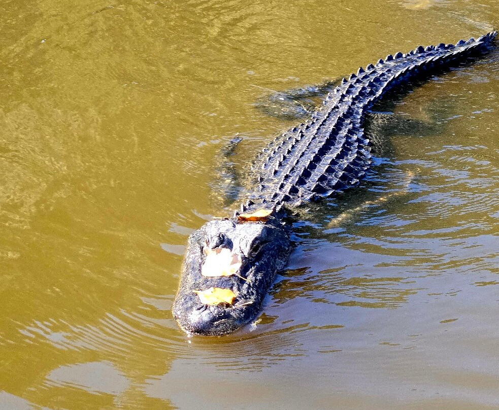 Louisiana Tour Company-Marrero必去景点