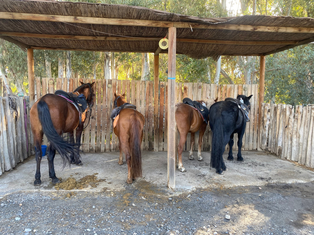 Pegasus Riding Centre-Orgiva必去景点