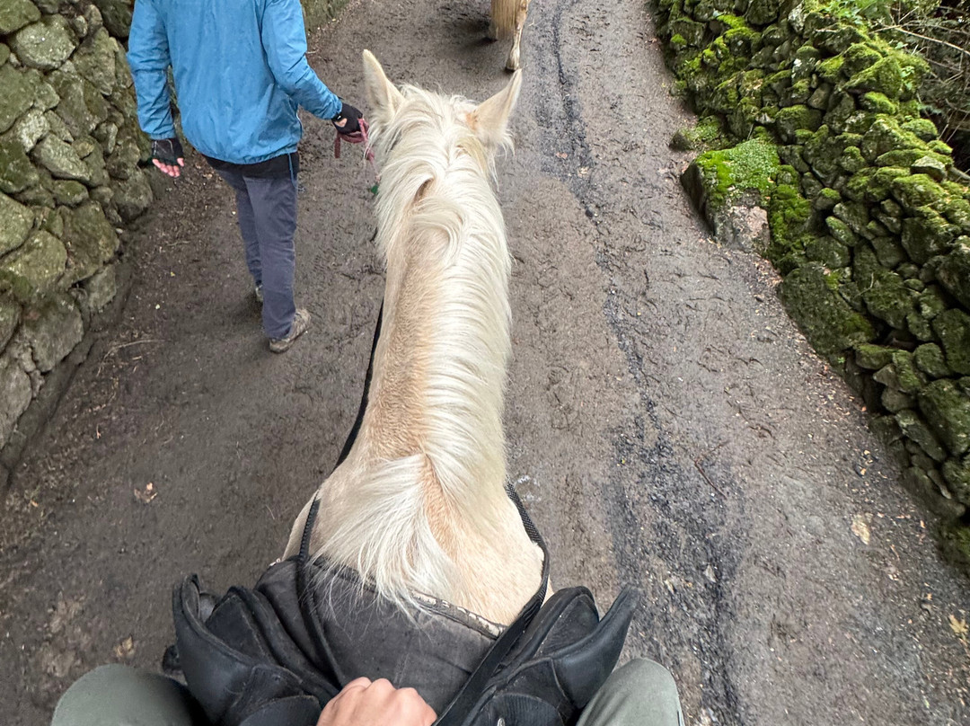The Paddocks Riding Centre-都柏林必去景点