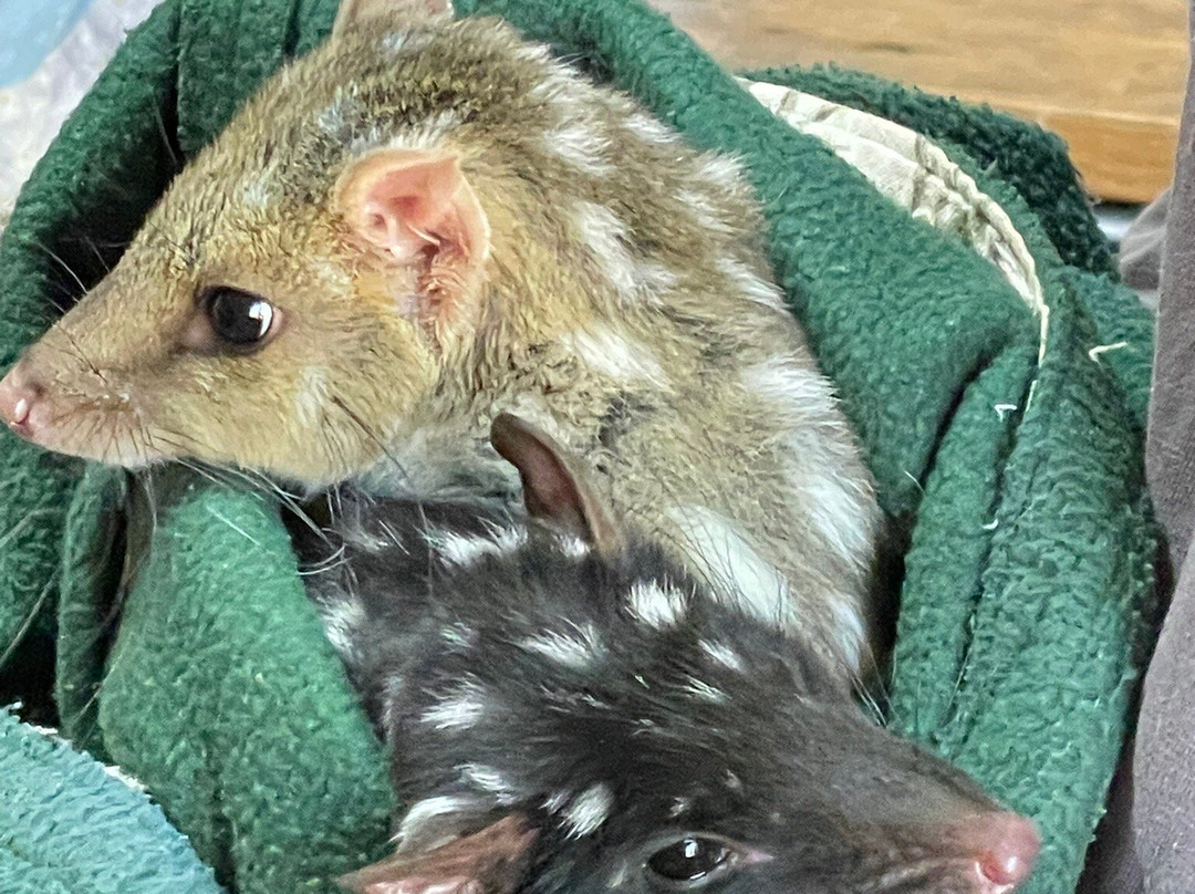 袋獾摇篮山-Cradle Mountain必去景点