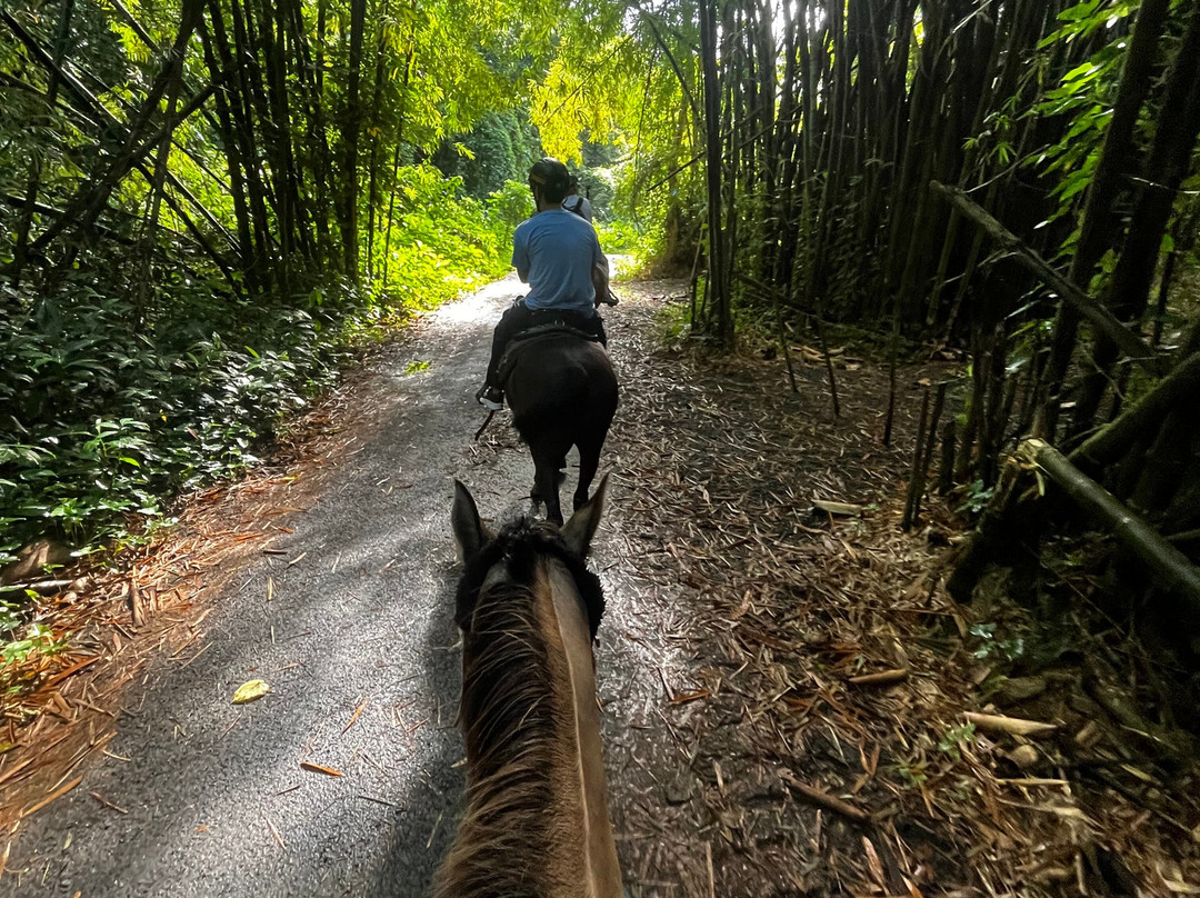 Carabali Rainforest Adventure Park-Luquillo必去景点