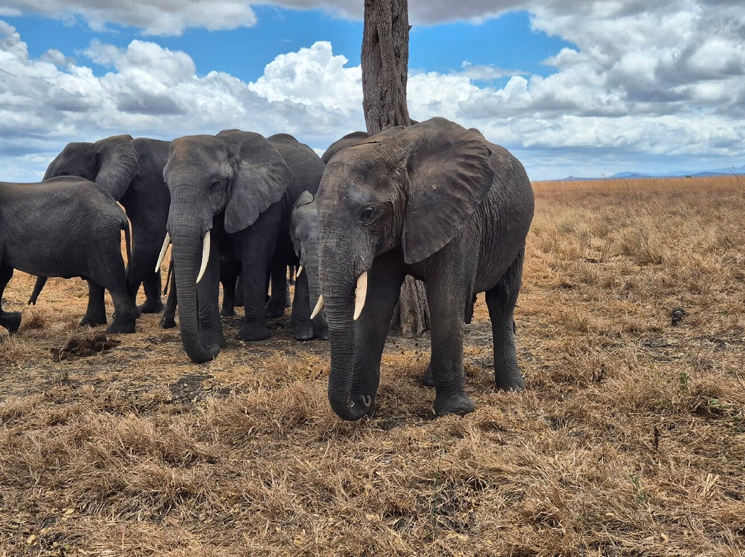 NICE ADVENTURE SAFARI-Dar es Salaam必去景点