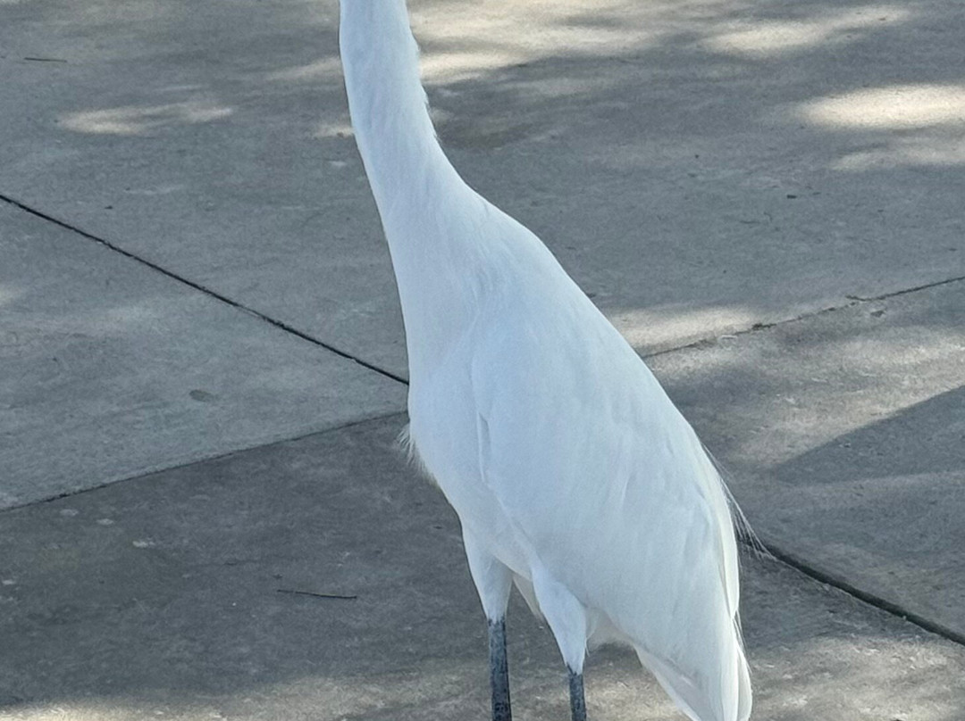 Hibiscus Suites主图