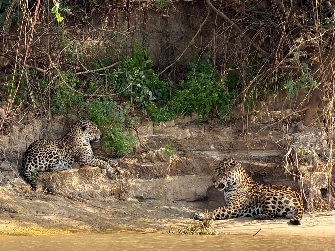Pantanal Photo Tours-伊利亚贝拉必去景点