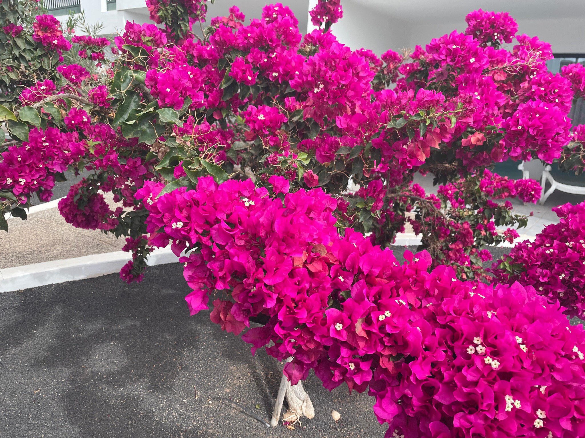 科斯塔萨尔公寓酒店-官方