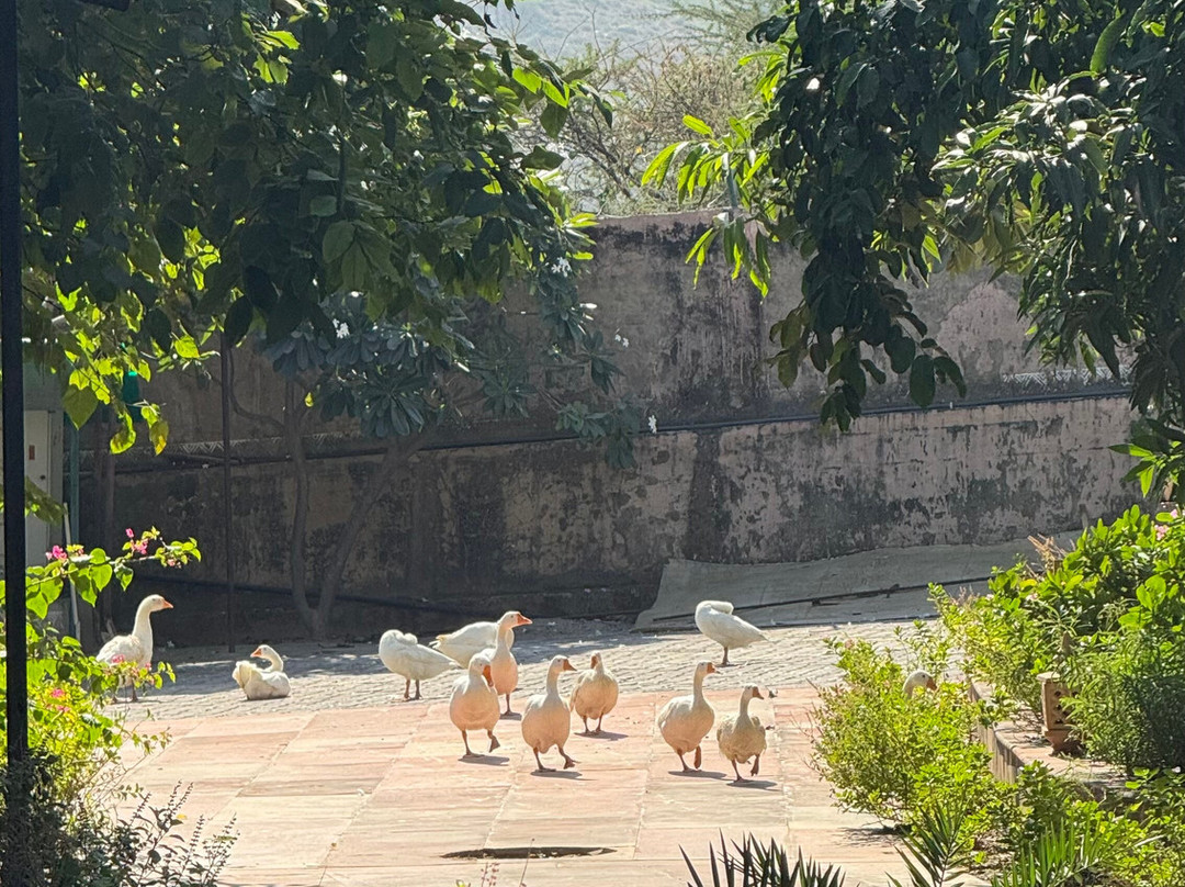 Serene Aravali Resort主图