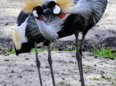 Pamoja Tours & Travel-恩德培必去景点