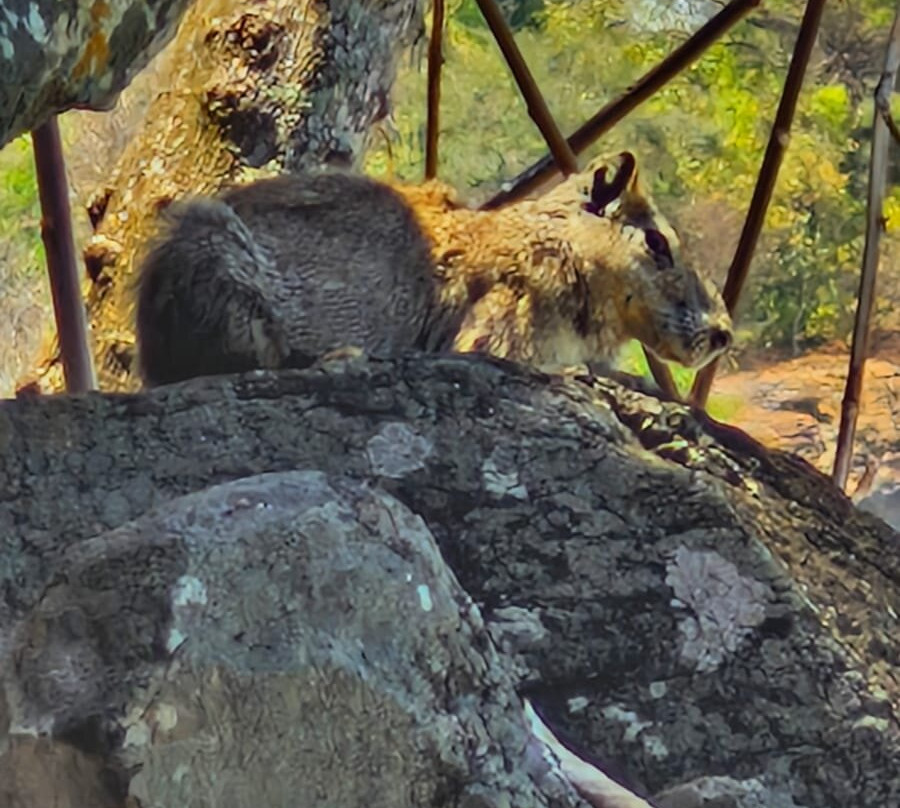 Fernando de Noronha Marine National Park-费尔南多-迪诺罗尼亚群岛必去景点