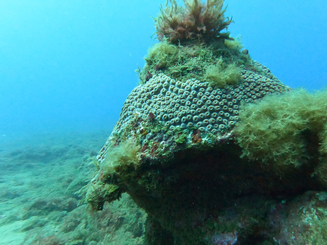 Boipeba Mergulho - Scuba Diving Center-Morere必去景点