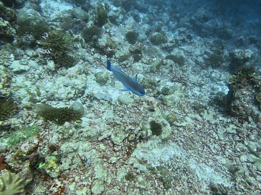 Euro-Divers Meeru-蜜月岛必去景点