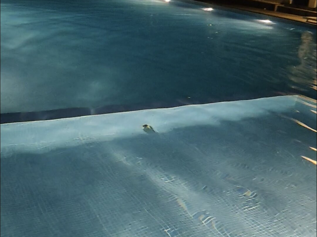 Blue Serene Resorts主图