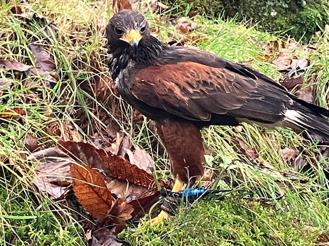 Lake District Falconry-温德米尔必去景点