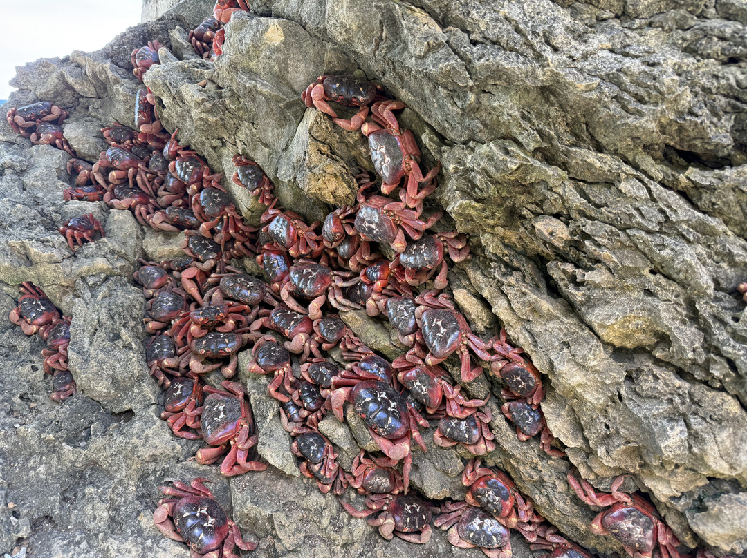 Indian Ocean Experiences-圣诞岛必去景点