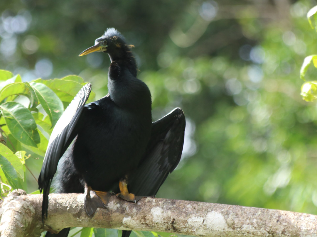 Parque Nacional Tortuguero-托图杰多必去景点