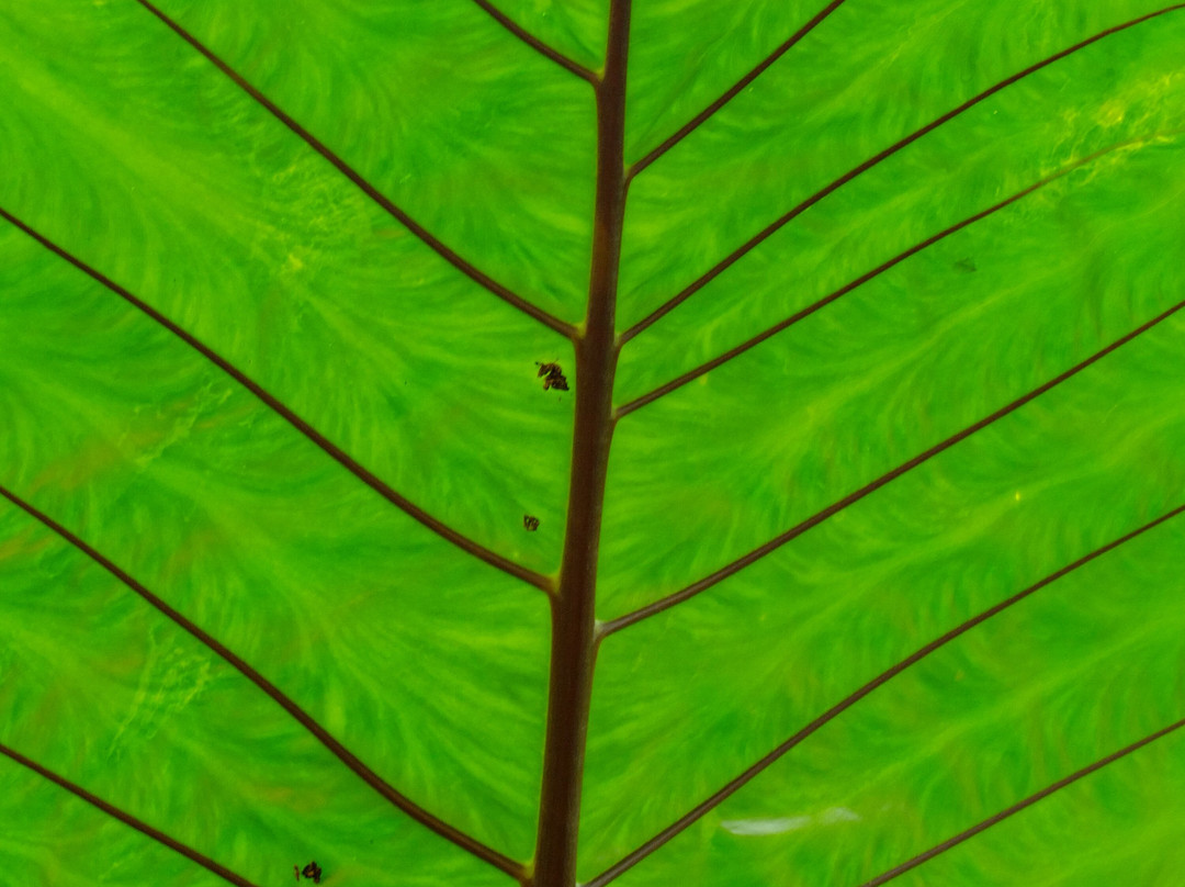 生态森林大象保护区-拜县必去景点