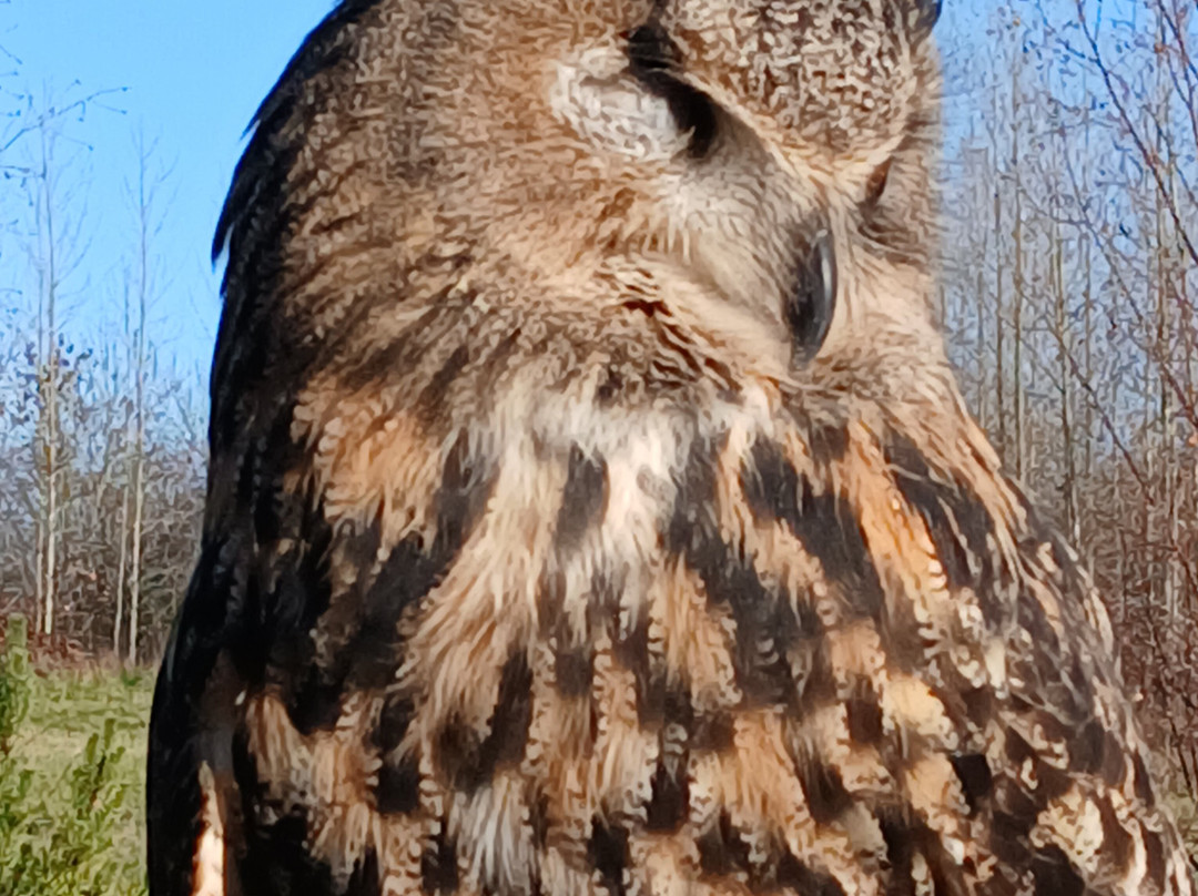 Bird on the Hand Falconry Experiences-Church Langton必去景点