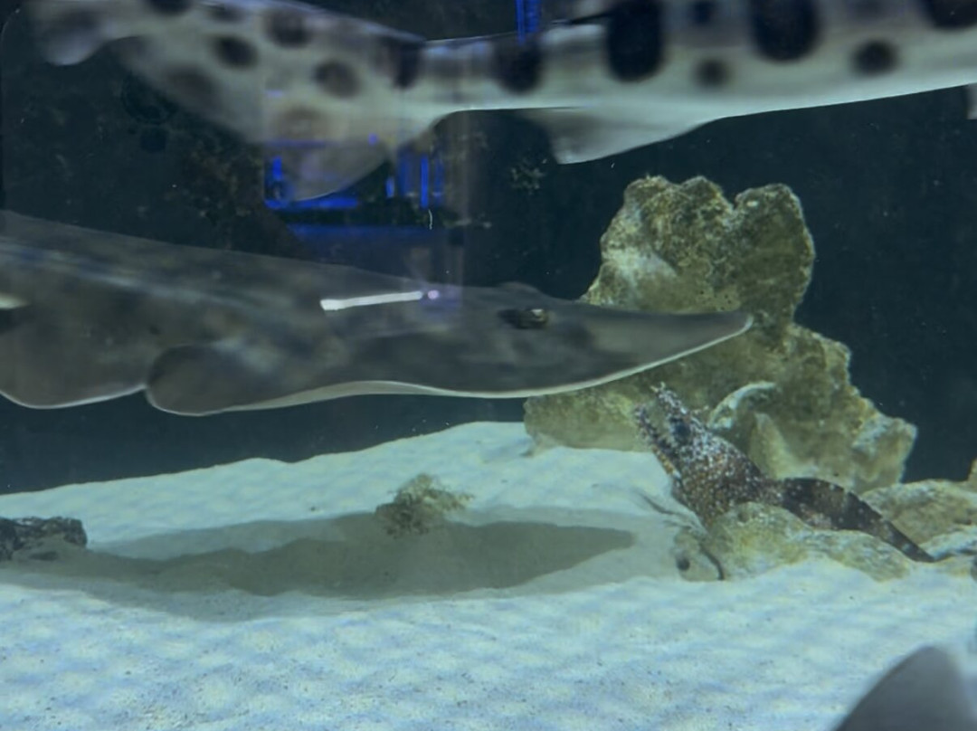 Boca Aquarium-博卡拉顿必去景点