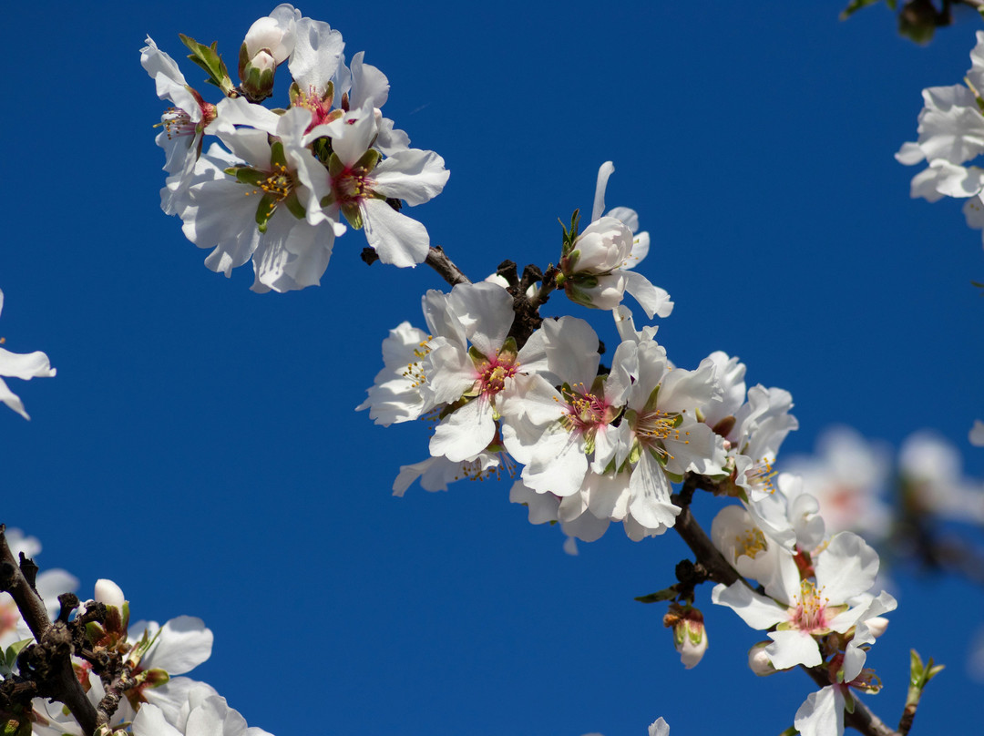 Blossom Trail-弗雷斯诺必去景点