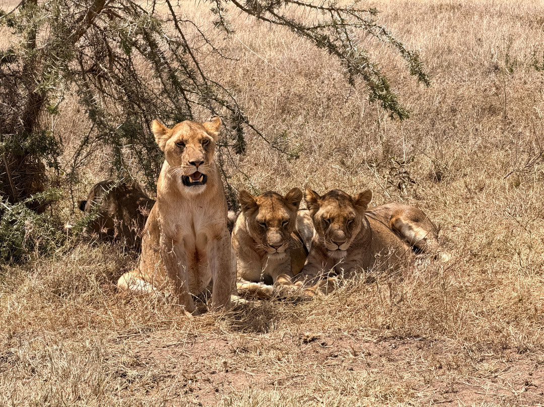 易捷旅游-一日游-阿鲁沙必去景点