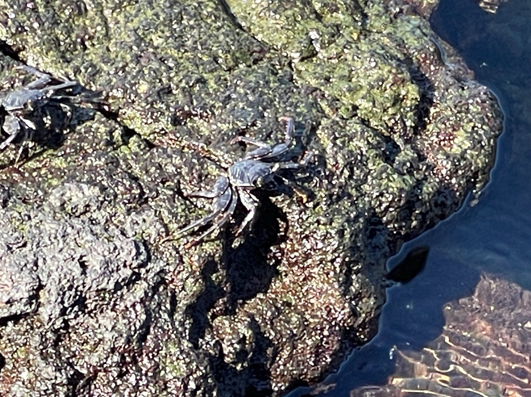 理查德森海滩公园-希洛必去景点