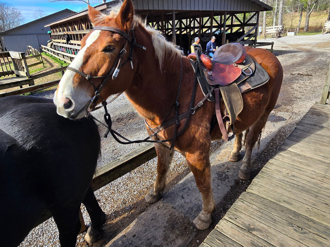 Cades Cove Riding Stables-汤森必去景点