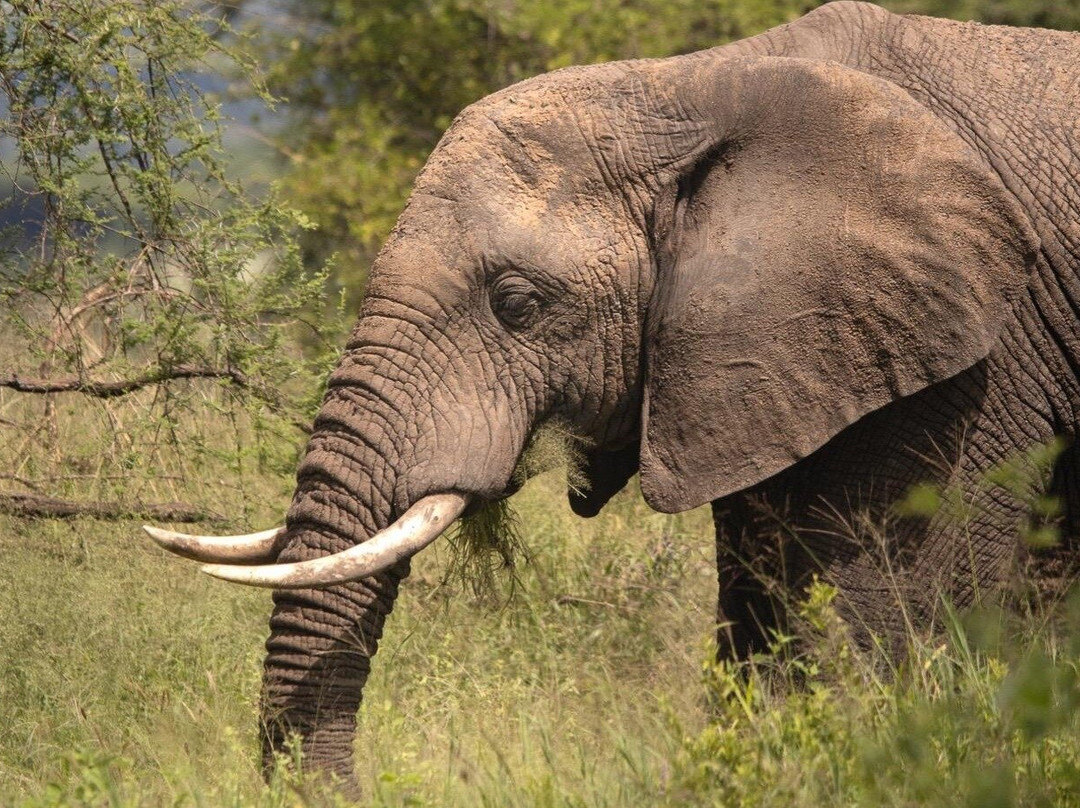 Africa Safari Experience