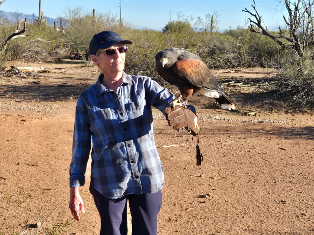 Sky Island Falconry Experience-图森必去景点