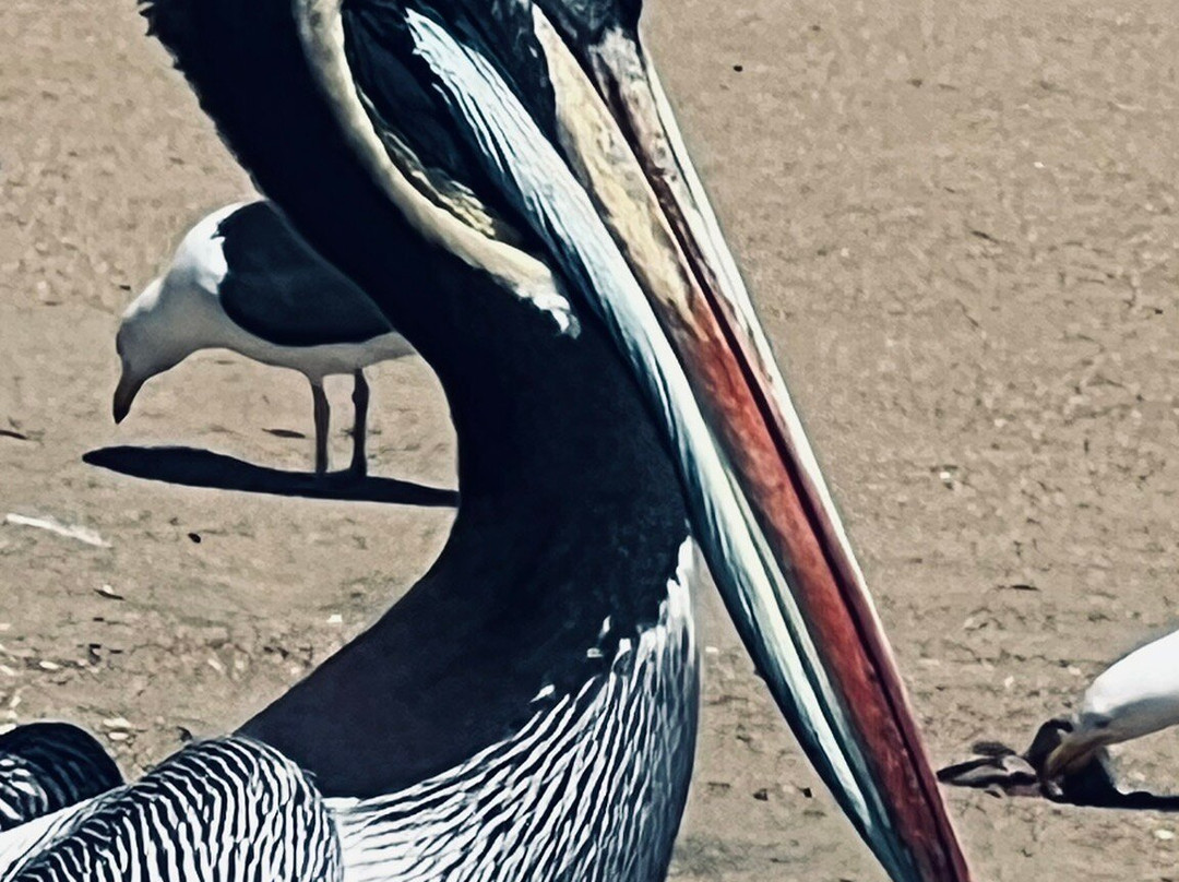 Caleta Portales-瓦尔帕莱索必去景点