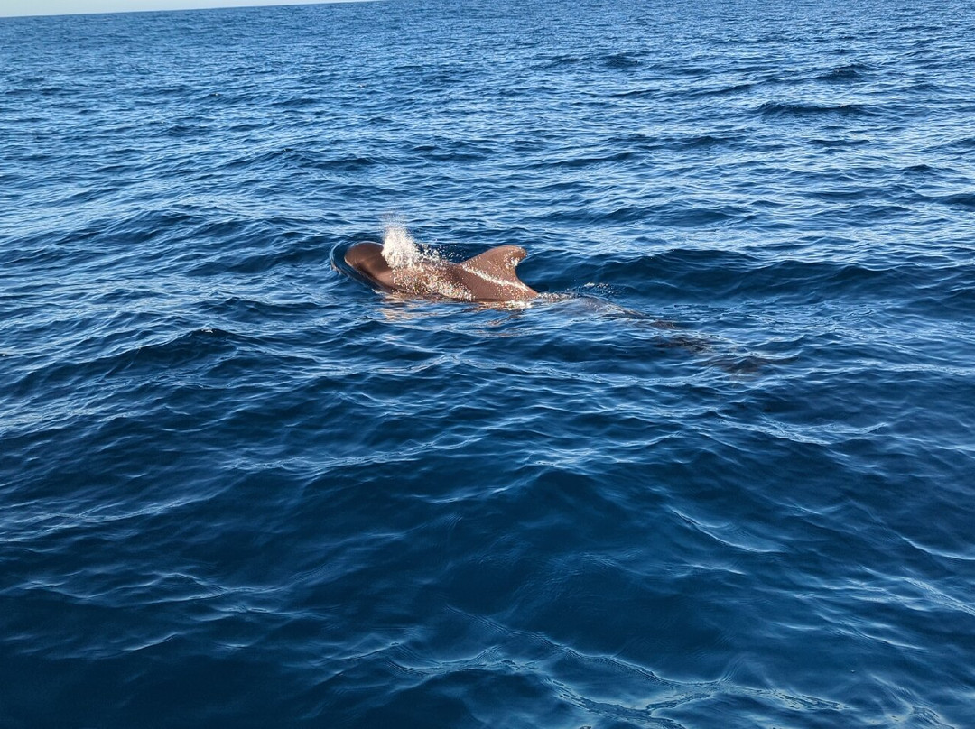 Nemo La Palma-Puerto de Tazacorte必去景点