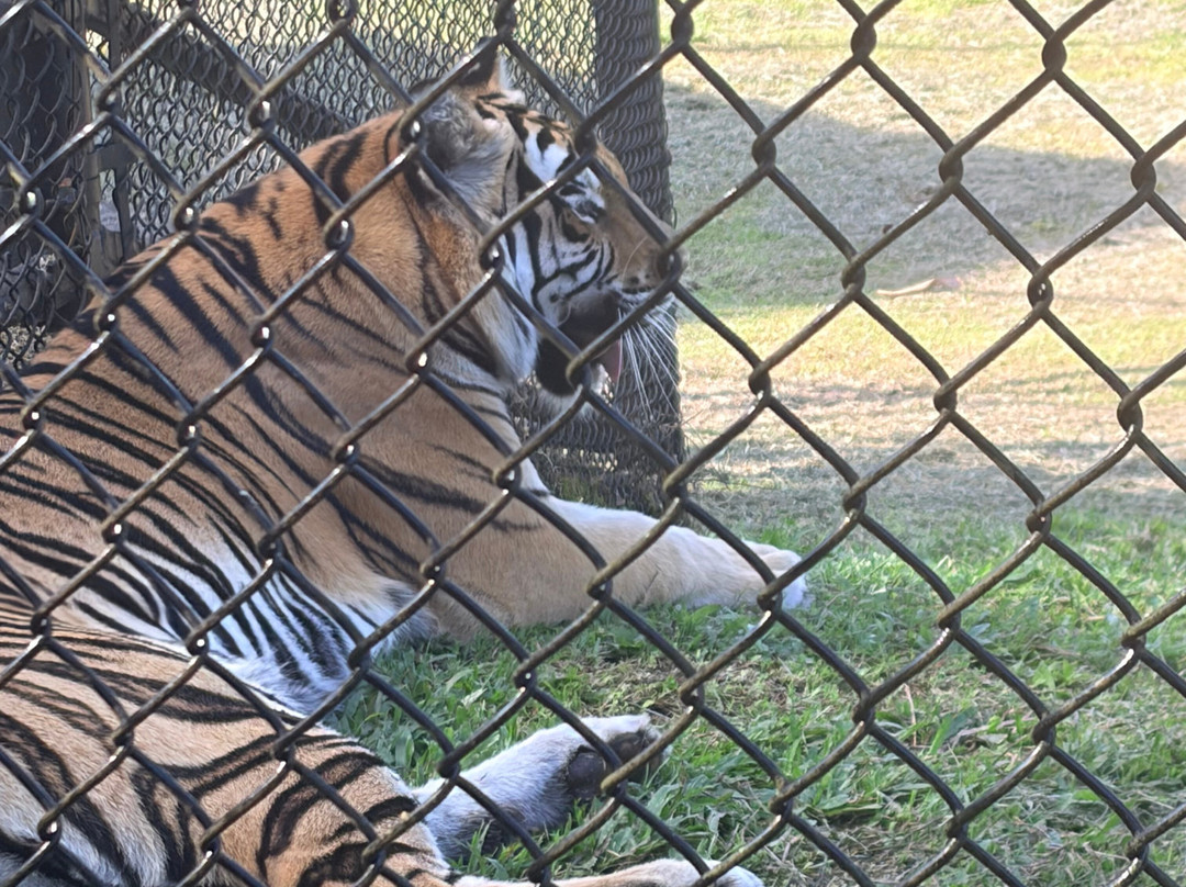 帕奈瓦热带雨林动物园-希洛必去景点