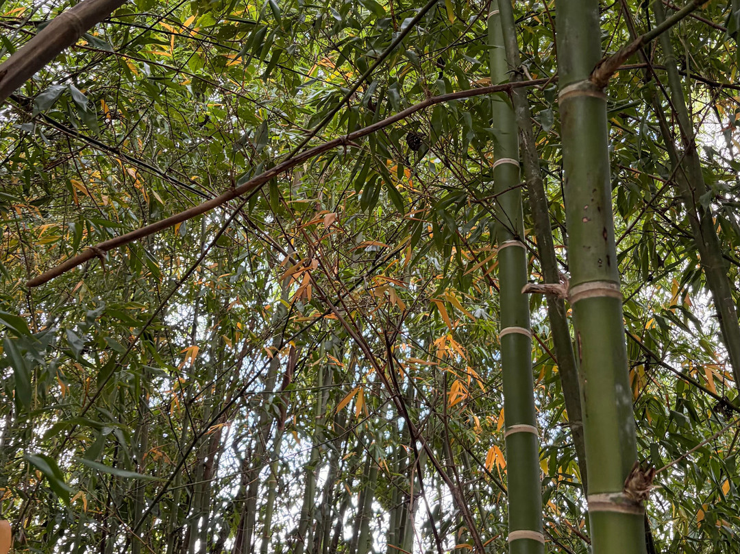 Cenote La Casa De Los Pájaros-Tizimin必去景点