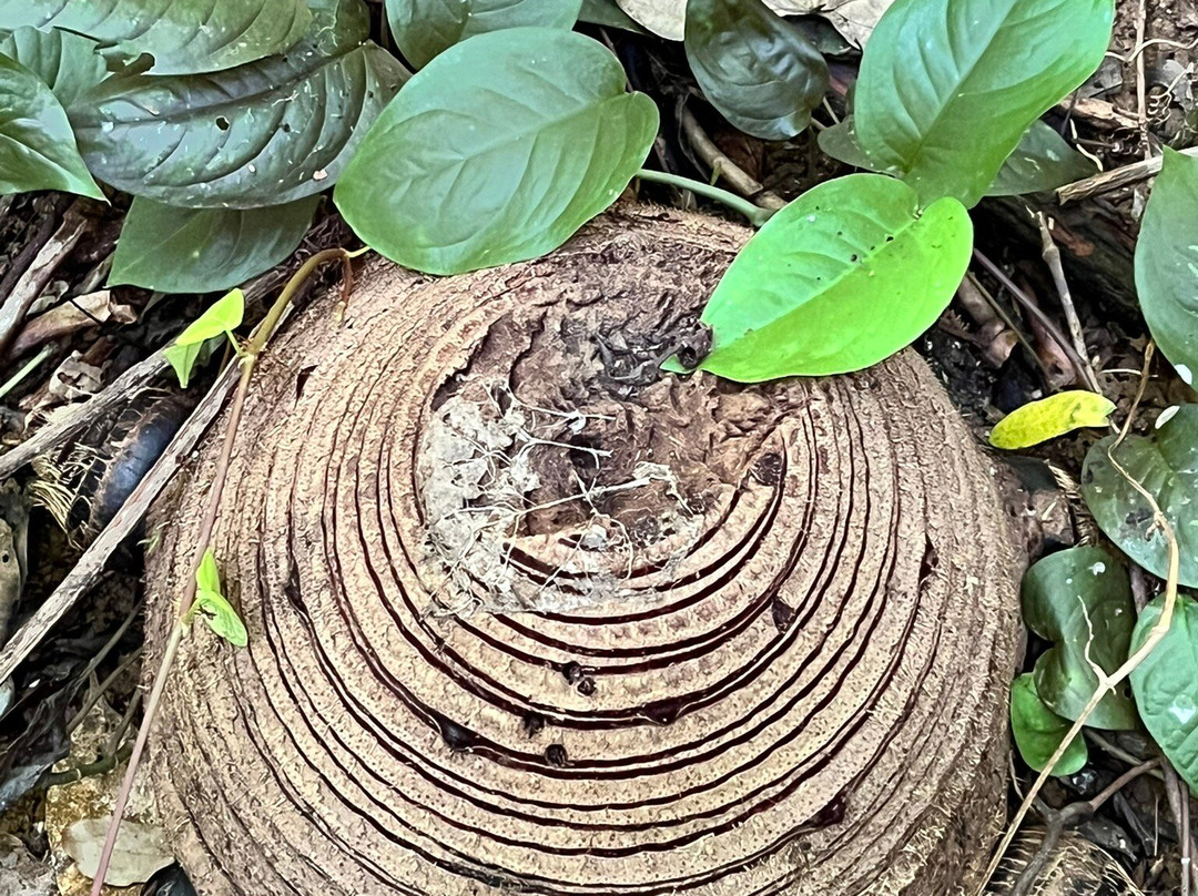 Cuc Phuong National Park-宁平必去景点