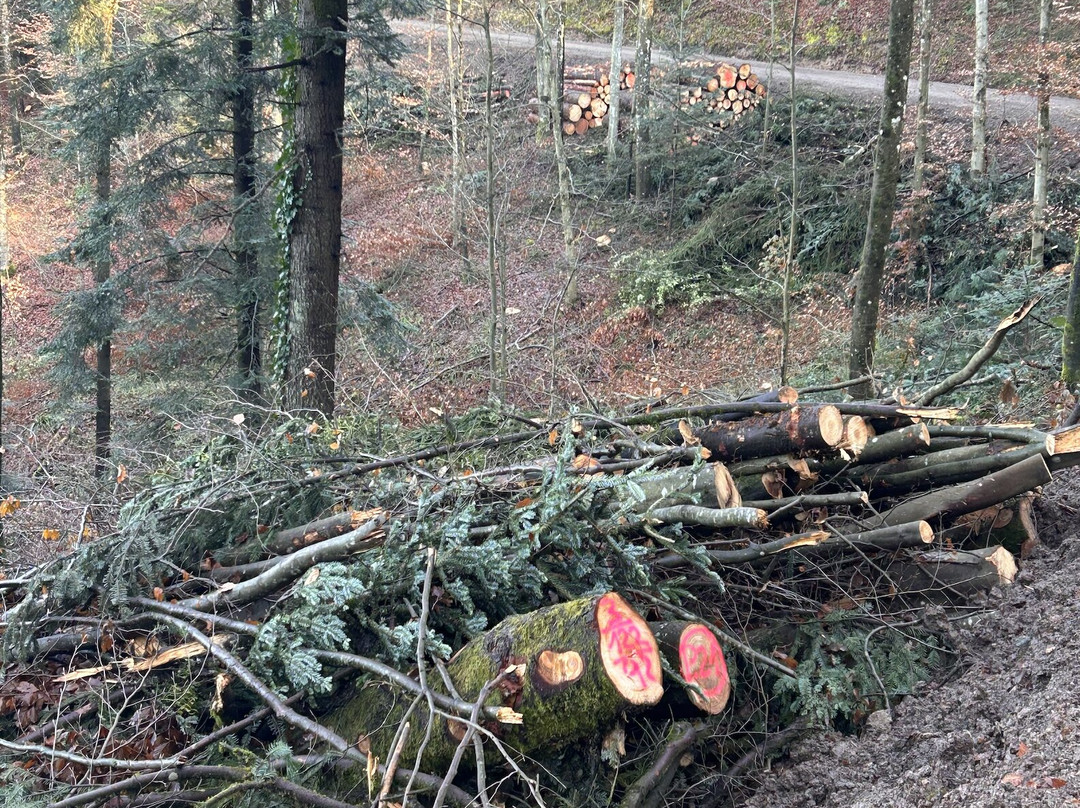 Wolfslache - Philosophen Weg