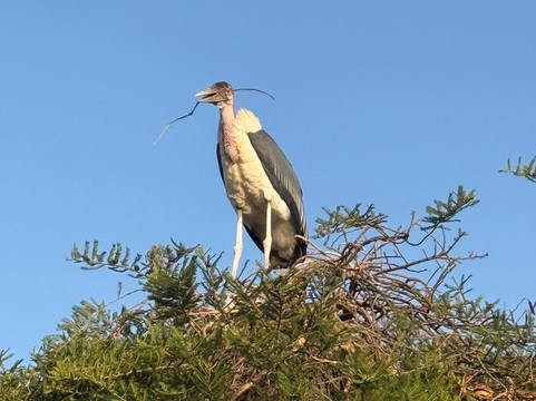 Villa Alpha International Hotel